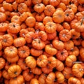 Pile of pumpkins Royalty Free Stock Photo
