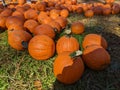 Pile of pumpkins Plants on green ground park