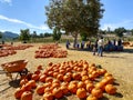 A pile of pumpkins at the pumpkin patch. Field of orange pumpkins during the harvest season.