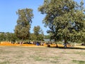 A pile of pumpkins at the pumpkin patch. Field of orange pumpkins during the harvest season.