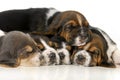 Pile of puppies Royalty Free Stock Photo
