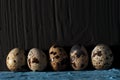 A pile of quail eggs against black background close up Royalty Free Stock Photo