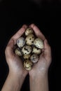 Pile of quail eggs in hands Royalty Free Stock Photo