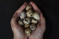 Pile of quail eggs in hands Royalty Free Stock Photo