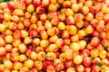 A pile of rainier cherries. Royalty Free Stock Photo