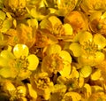 Pile of Ranunculus repens background