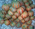 Pile of rare Indian Kajari Melon muskmelon, red melon with green stripes in Indian fruit market for sale Royalty Free Stock Photo