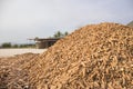 Pile of raw cassava in silo at rural of Thaland Royalty Free Stock Photo