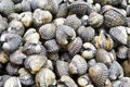 A pile of raw cockles. Seafood background or fresh blood cockles on a stall in a Thai local market. Selective focus Royalty Free Stock Photo