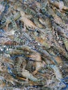 A pile of raw fresh lobster at seafood market, giant pawn gourmet restaurant Royalty Free Stock Photo