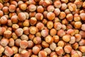 A pile of raw hazelnuts in their shell Royalty Free Stock Photo