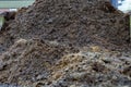 Pile of raw horse manure in the yard. Close-up of pile of manure in the countryside. Detail of heap of manure in field Royalty Free Stock Photo