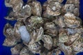 A pile of raw oyster and an oyster in a blue color bucket in a wet market. Raw oysters in the shell Close up of a pile of freshly