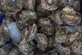 A pile of raw oyster and an oyster in a blue color bucket in a wet market. Raw oysters in the shell Close up of a pile of freshly