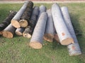 Pile of raw palm  wood logs  . Royalty Free Stock Photo