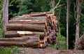 Pile of raw pine wood logs Royalty Free Stock Photo