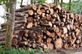 Pile of raw pine wood logs Royalty Free Stock Photo