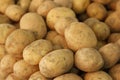 Pile of raw potatoes harvest close up.