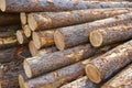 Pile of raw wood Royalty Free Stock Photo