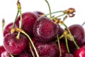 Pile of red cherries on a stem with water drops Royalty Free Stock Photo