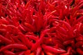 Pile of red chilli for spicy eating background Royalty Free Stock Photo