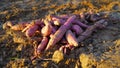 Large  starchy  sweet-tasting  tuberous roots of Sweet potato or Ipomoea batatas with dim sunlight. Sweet potato of best source of Royalty Free Stock Photo