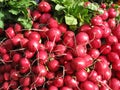 Radishes at Union Square Farmer's Market Royalty Free Stock Photo