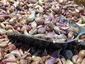 Pile red raw onion cloves on the metal scoop. Royalty Free Stock Photo