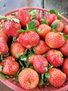 pile of red strawberries in a red basket, apart from being fresh the fruit looks beautiful with its green leaves Royalty Free Stock Photo