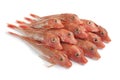 Pile of Red Tub gurnard fishes