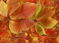 Pile of colorful fall leaves background Royalty Free Stock Photo