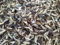 pile of rice seeds or what is called damen on the sand Royalty Free Stock Photo