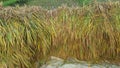 Pile of rice straw. The process of harvesting rice with semi-modern machinery.