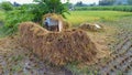 Pile of rice straw. The process of harvesting rice with semi-modern machinery.