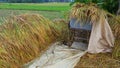 Pile of rice straw. The process of harvesting rice with semi-modern machinery.