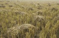 Pile of rice straw stacks in the field waiting for collect and processing for rice grain Royalty Free Stock Photo