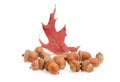 Acorns and red oak leaf on a white background Royalty Free Stock Photo