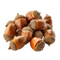 A Pile of Ripe Brown Acorns with Detailed Texture