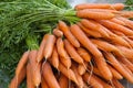 Pile of ripe carrots Royalty Free Stock Photo