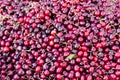 Pile of ripe cherries. Fruits and vegetables at a farmers market Royalty Free Stock Photo