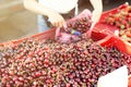 Pile of ripe cherries. Fruits and vegetables at a farmers market Royalty Free Stock Photo