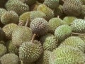 Pile of ripe durian fruit ready to sale.
