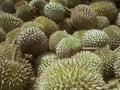 Pile of ripe durian fruit ready to sale.