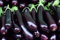 Pile of ripe fresh eggplants, close up