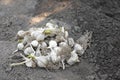 Pile of ripe garlic bulbs Royalty Free Stock Photo