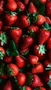 Pile of ripe juicy fresh strawberries. Summer berries healthy lifestyle farmers market produce. Wallpaper template Royalty Free Stock Photo