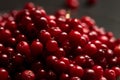 A pile of ripe lingonberries close-up on a dark background