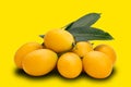 Pile of ripe marian plum with leaves on yellow background with clipping path Royalty Free Stock Photo