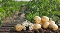 Pile of ripe potatoes on ground in