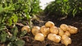 Pile of ripe potatoes on ground